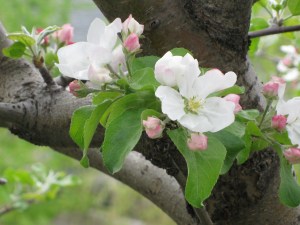 Apple Blossoms