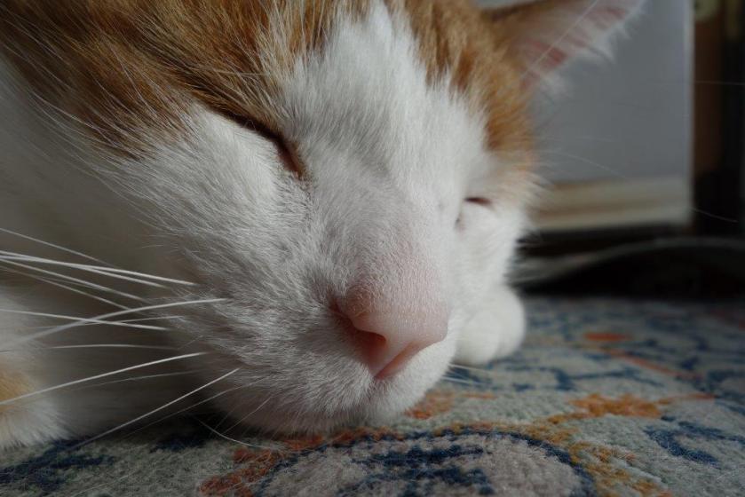 Sleep, perchance to dream