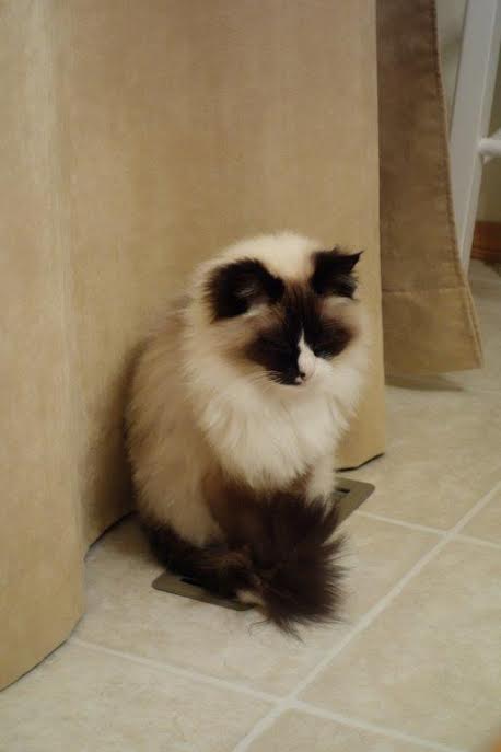 warm feet  on heating vent