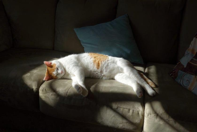 sleep in sunbeams