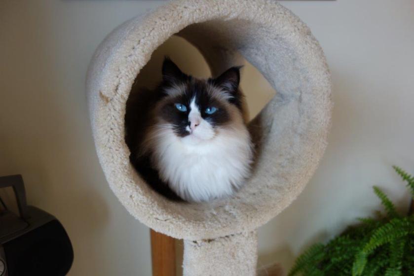 hold court from high places