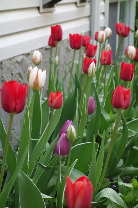 tulips