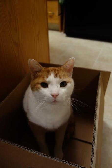 sit in a box, any box will do