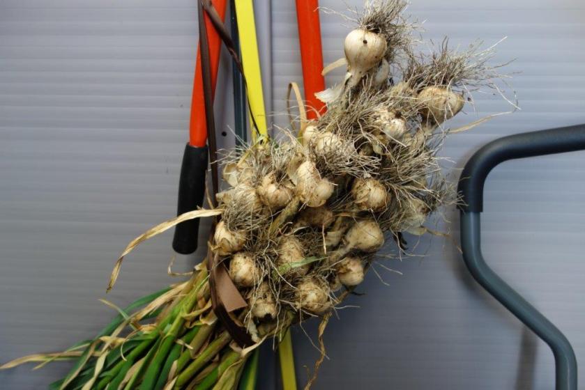 garlic2