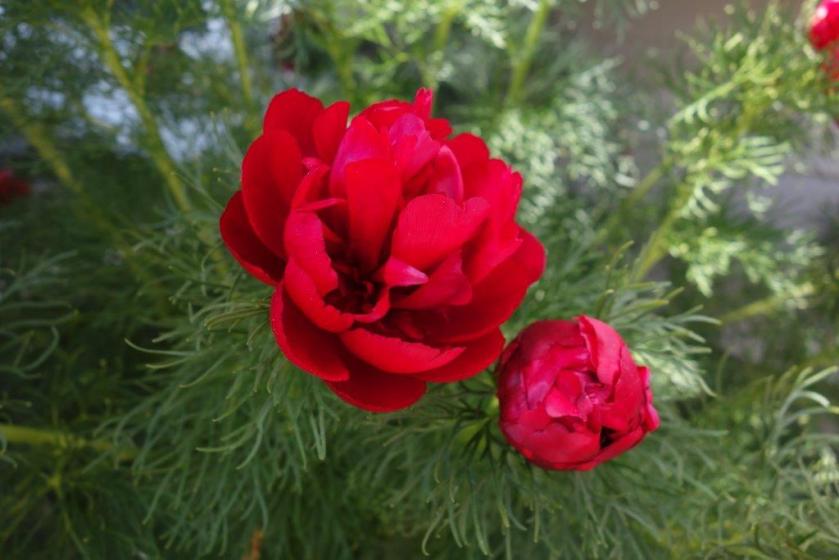 Fern-leaf peony