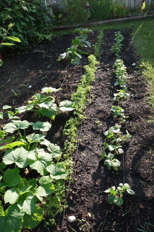 zucchini, carrots and cucumbers