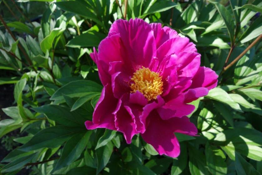 peony3