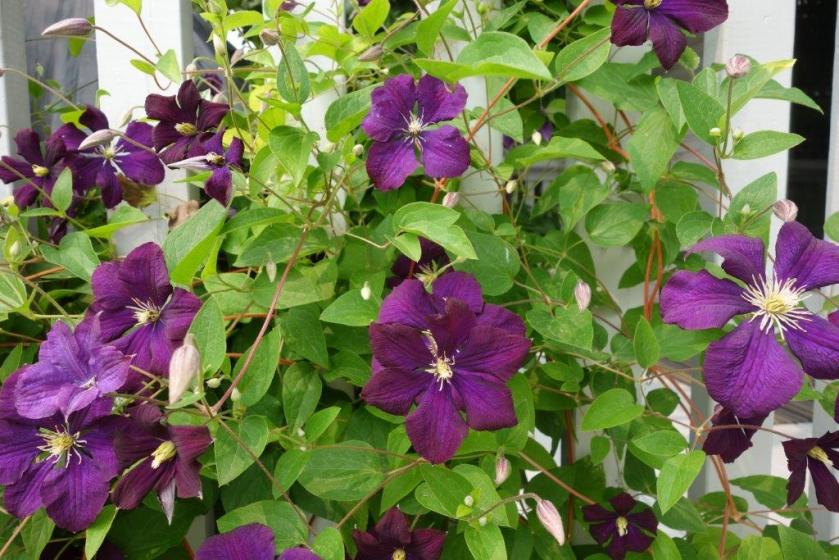 clematis