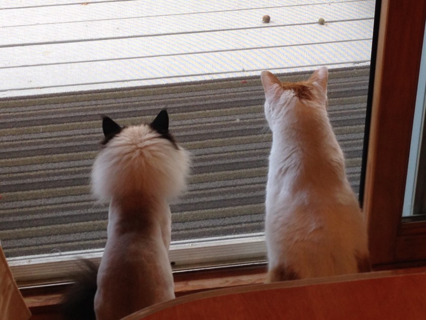 cat tv