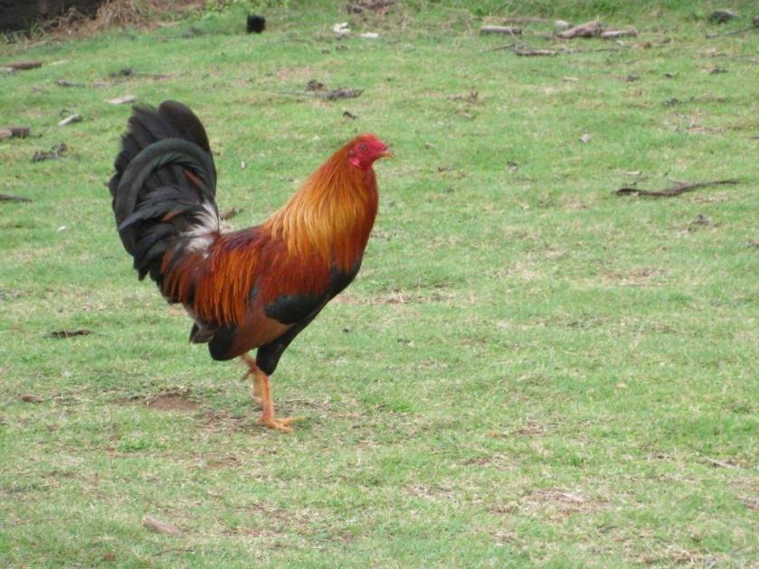 chicken3