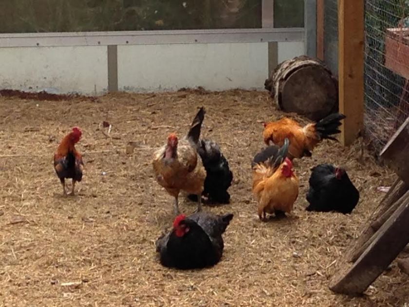 chickens