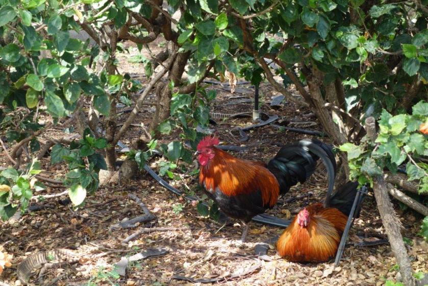 chickens4