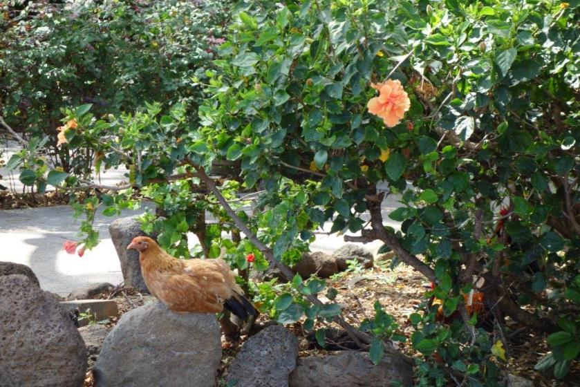 chickens5