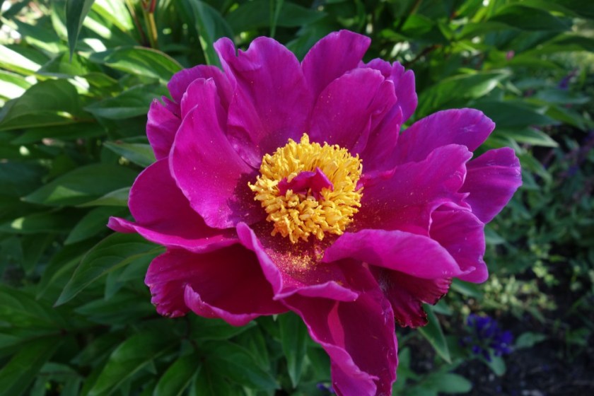 Head Smashed In Buffalo Jump 400