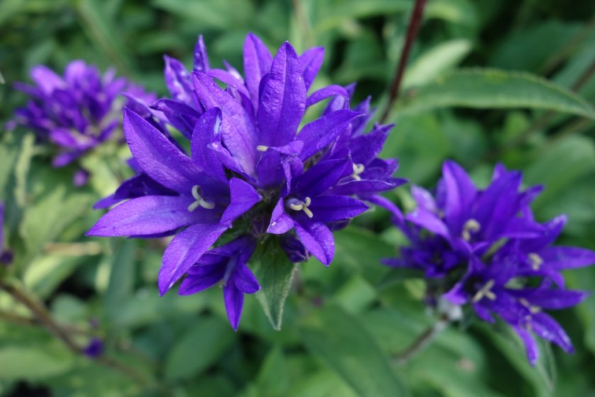 Head Smashed In Buffalo Jump 402