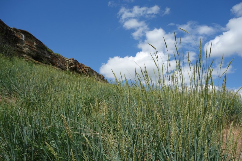 Head Smashed In Buffalo Jump 257