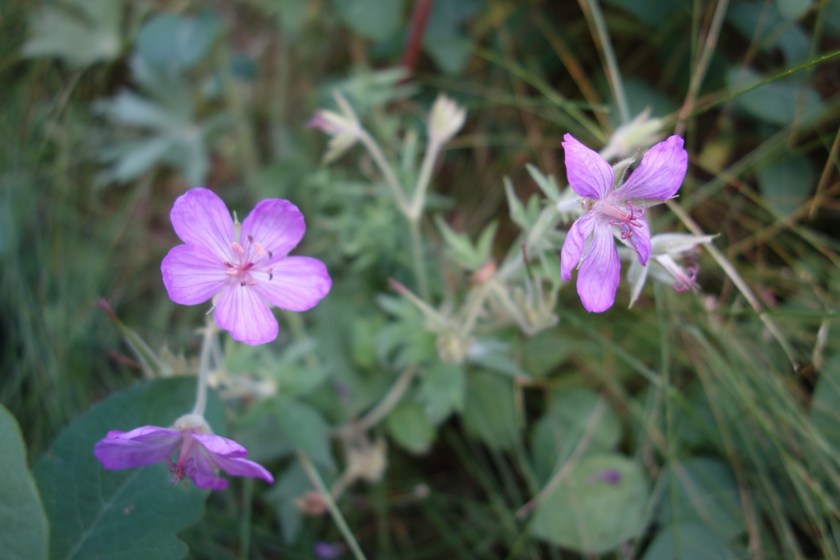 Head Smashed In Buffalo Jump 306