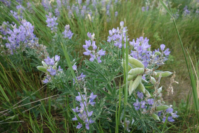 Head Smashed In Buffalo Jump 316