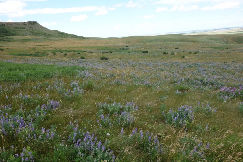 Head Smashed In Buffalo Jump 320