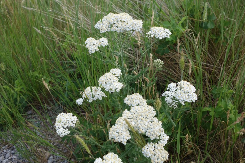 Head Smashed In Buffalo Jump 324