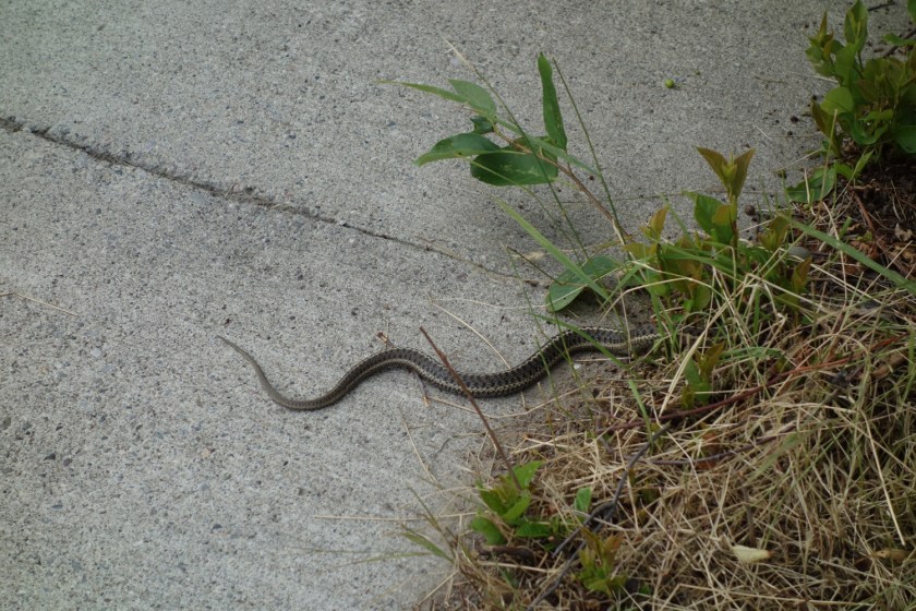 Head Smashed In Buffalo Jump 381